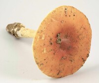 Amanita parcivolvata image