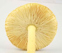 Amanita parcivolvata image