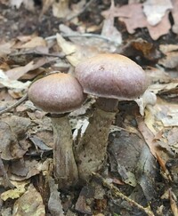 Cortinarius torvus image