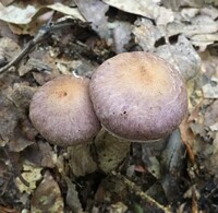 Cortinarius torvus image