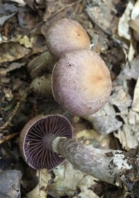 Cortinarius torvus image