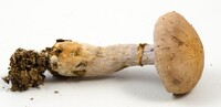 Cortinarius torvus image