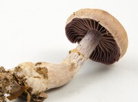 Cortinarius torvus image