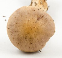 Cortinarius torvus image