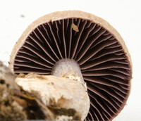 Cortinarius torvus image