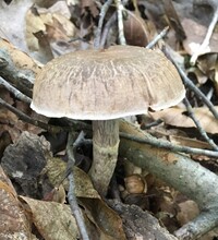 Cortinarius torvus image