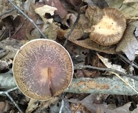 Cortinarius torvus image