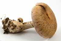 Cortinarius torvus image