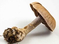 Cortinarius torvus image