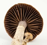 Cortinarius torvus image