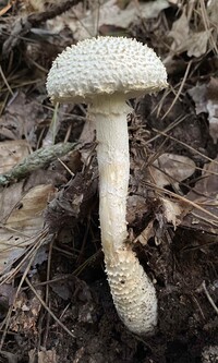 Amanita rhopalopus image