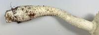 Amanita rhopalopus image