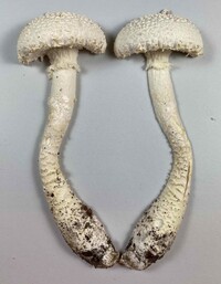 Amanita rhopalopus image