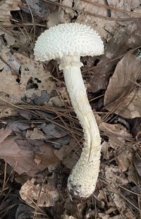 Amanita rhopalopus image