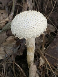 Amanita rhopalopus image