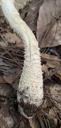 Amanita rhopalopus image