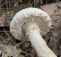 Amanita rhopalopus image