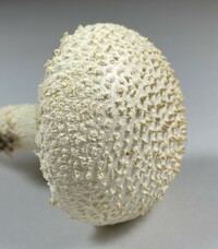 Amanita rhopalopus image