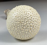 Amanita rhopalopus image