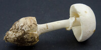 Image of Amanita levistriata