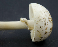 Amanita levistriata image