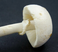 Amanita levistriata image