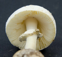 Amanita levistriata image