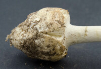 Amanita levistriata image