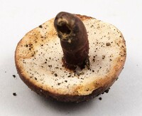 Gyroporus purpurinus image