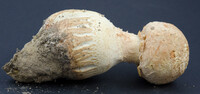 Amanita daucipes image