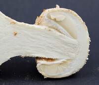 Amanita daucipes image