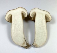 Polyporus leptocephalus image