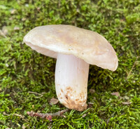 Russula variata image