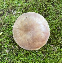 Russula variata image