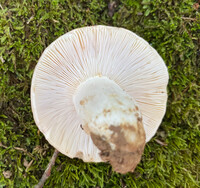 Russula variata image