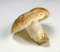 Russula variata image