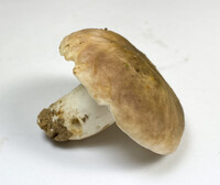 Russula variata image