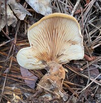 Tapinella atrotomentosa image