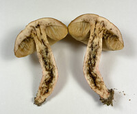 Leccinum roseoscabrum image