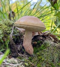 Leccinum roseoscabrum image