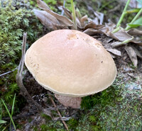 Leccinum roseoscabrum image