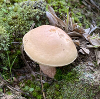 Leccinum roseoscabrum image