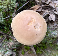 Leccinum roseoscabrum image