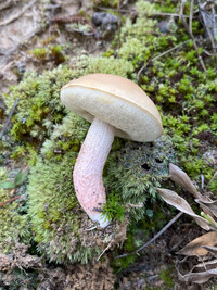 Leccinum roseoscabrum image