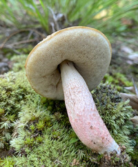 Leccinum roseoscabrum image