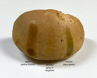 Leccinum roseoscabrum image