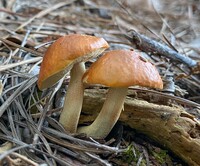 Leccinum longicurvipes image