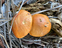 Leccinum longicurvipes image