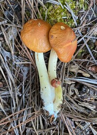 Leccinum longicurvipes image