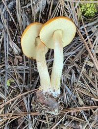 Leccinum longicurvipes image